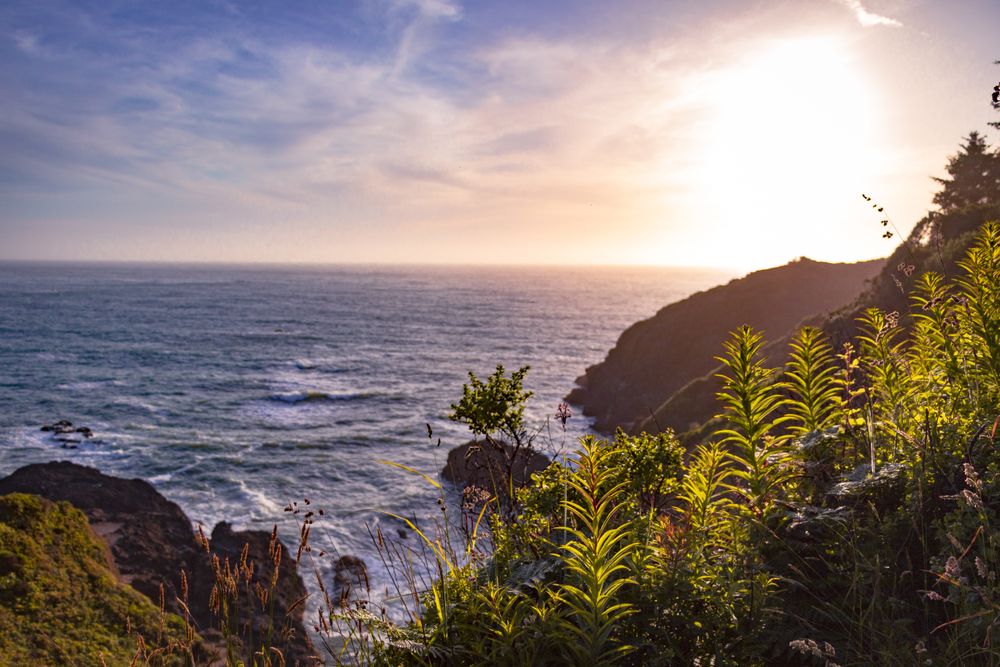 Foliage lining cliff looking down at the a rocky coast