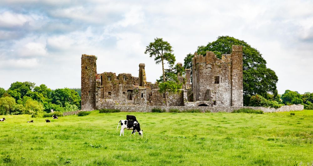Dairy cows grazing in field near old castle