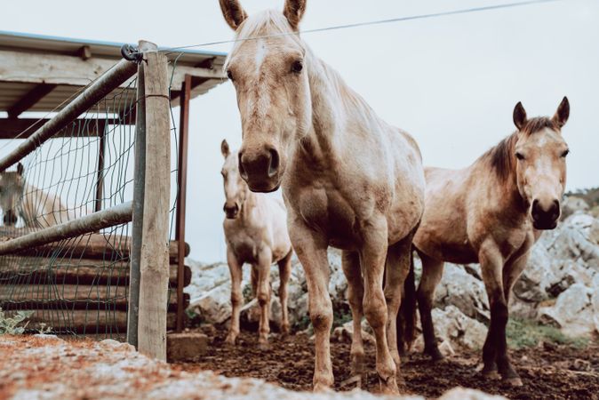 Horses pasturing on meadow