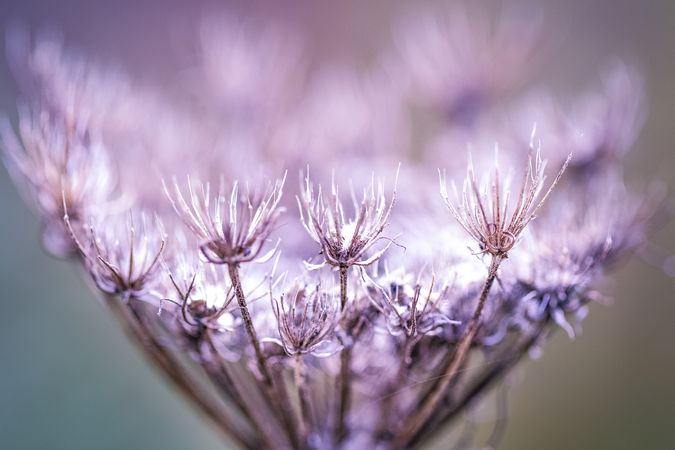 Close up of dried small flowers with selective focus