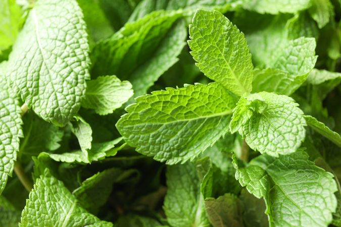 Green mint texture background on whole background, close up