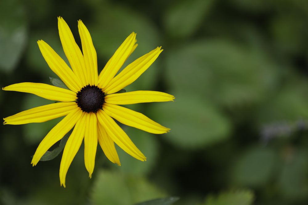 Focus photography of black-eyed Susan flower