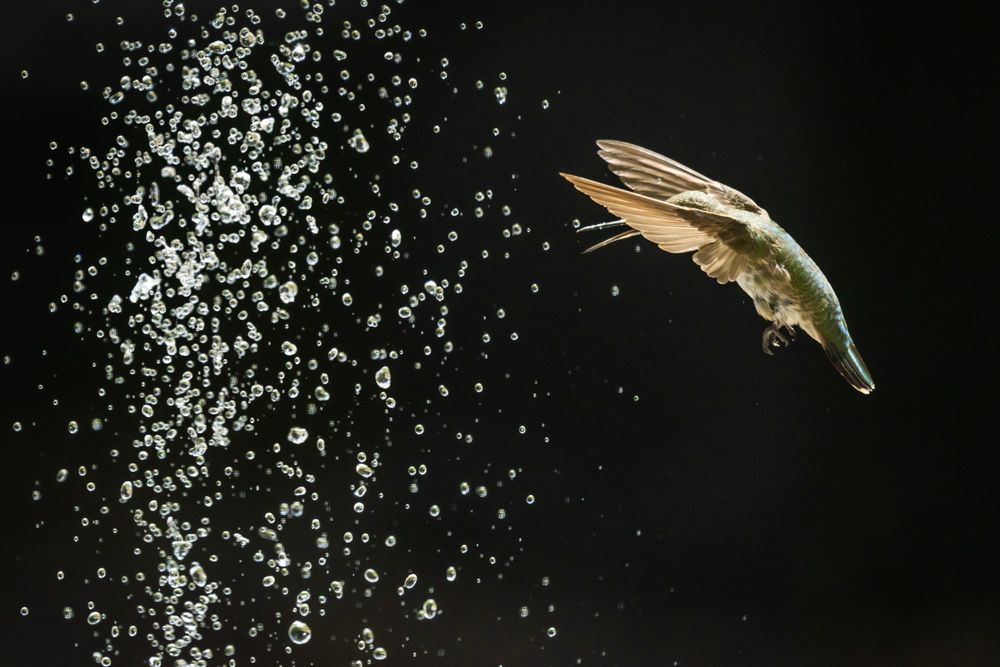 Hummingbird in Flight