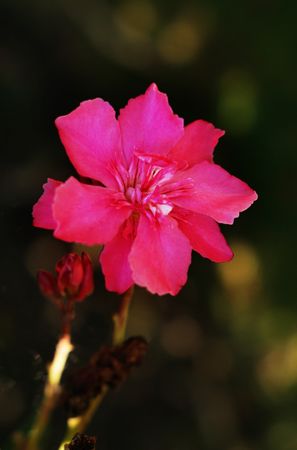 Bright red flowers on green bush in garden