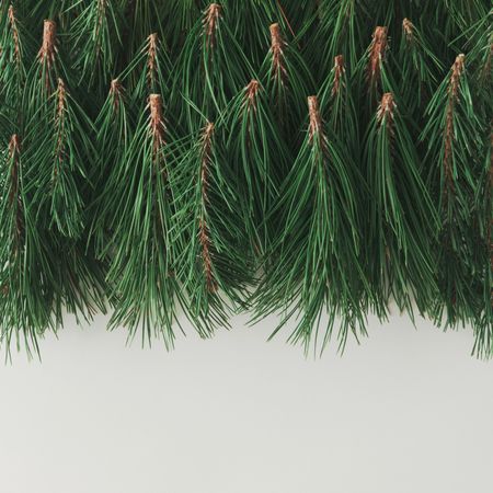 Evergreen pine forest made of tree branches