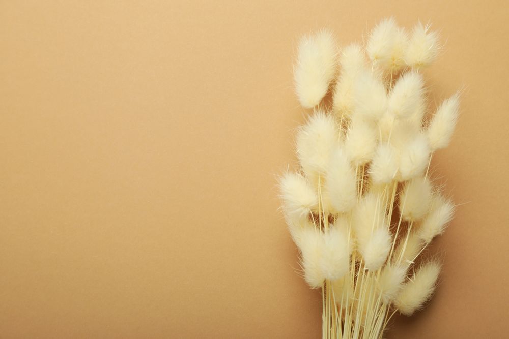 Top of dried bunny tail bouquet on neutral brown background