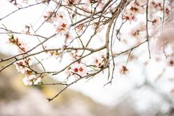 Beautiful branch of almond tree blooming