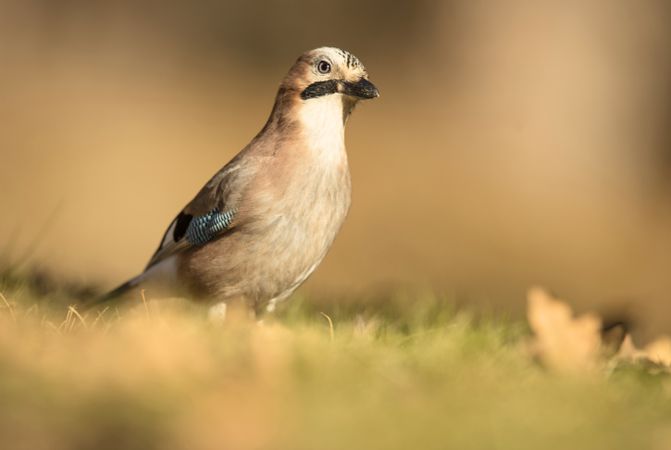 Wonderful bird on wooden twig