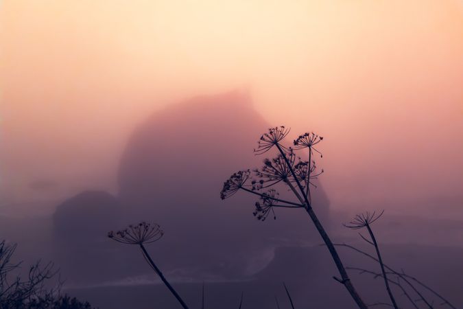 Silhouette of plants against moody colorful dusk