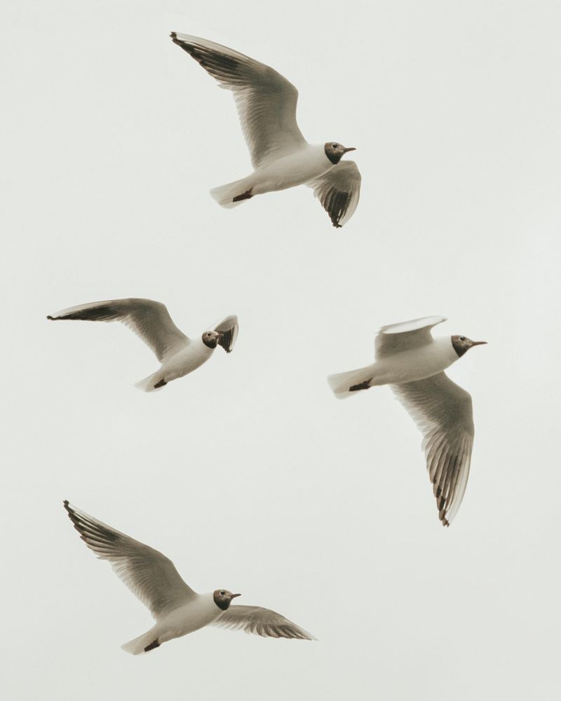 Seagulls flying in sky