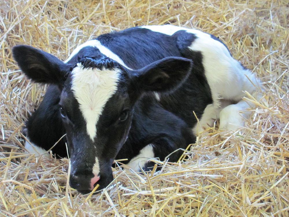 Newborn Calf
