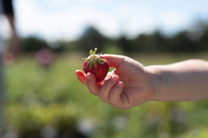 Hand of kid holding a strawberry