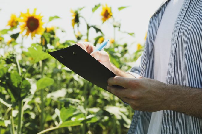 Man with clipboard in sunflower field. Agriculture business