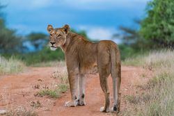 Brown lioness walking on brown field