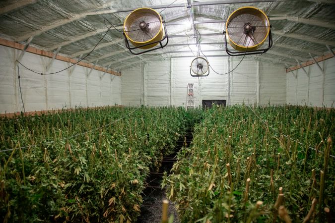 Large fans above rows of drying marijuana