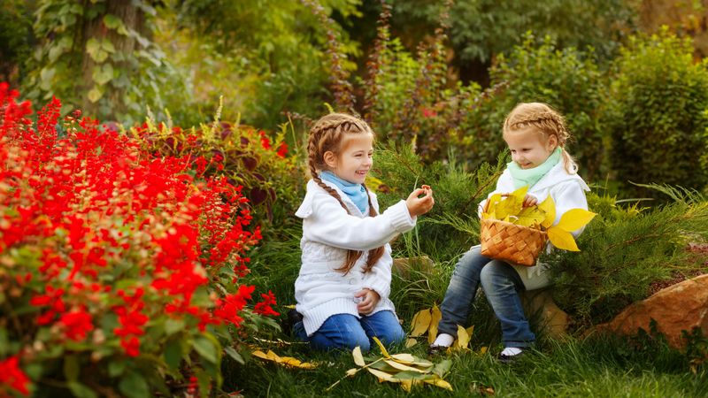 Two young blonde girls collecting autumn leaves among red bush of flowers