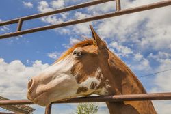 Brown horse standing behind paddock fence