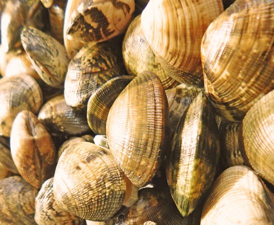 clam texture in the kitchen