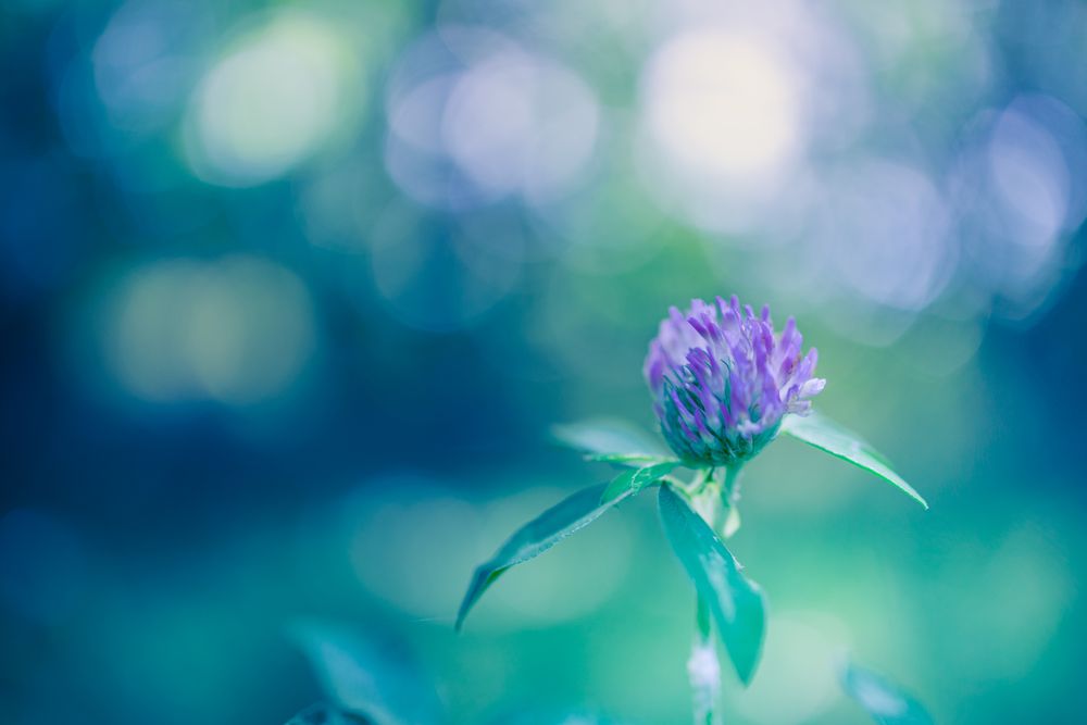 Small purple flower