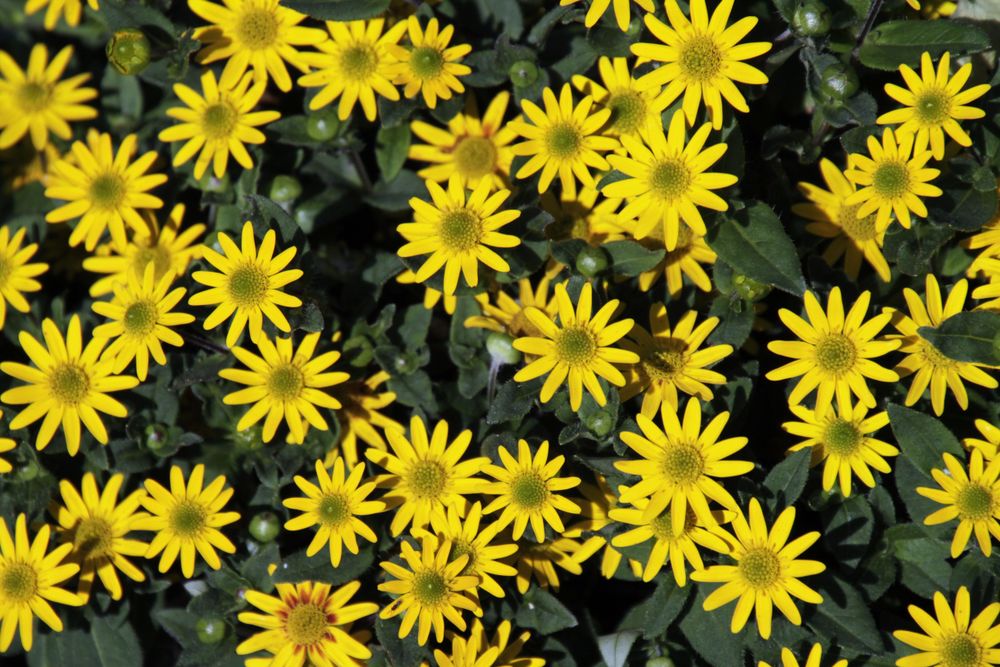 Yellow flowers with green leaves