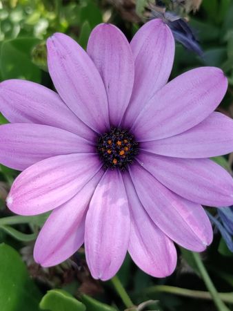 Purple African daisy flower, top view