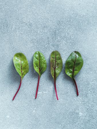 Set of green chard leaves or mangold isolated