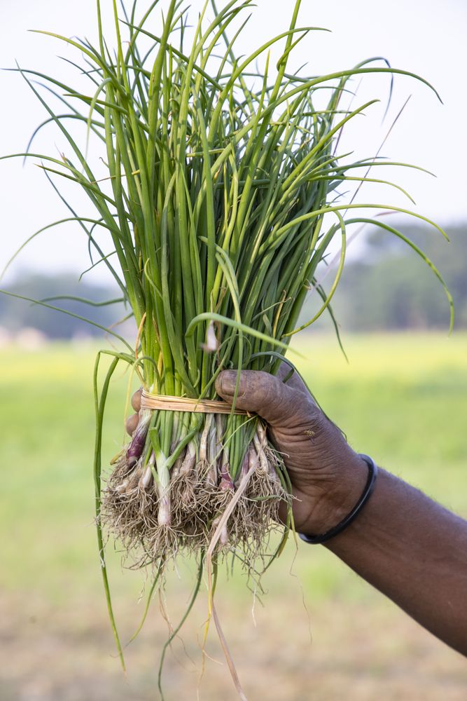 Hand-holding green onion plant bunch