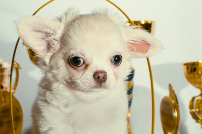 Light chihuahua puppy beside golden decorations indoor
