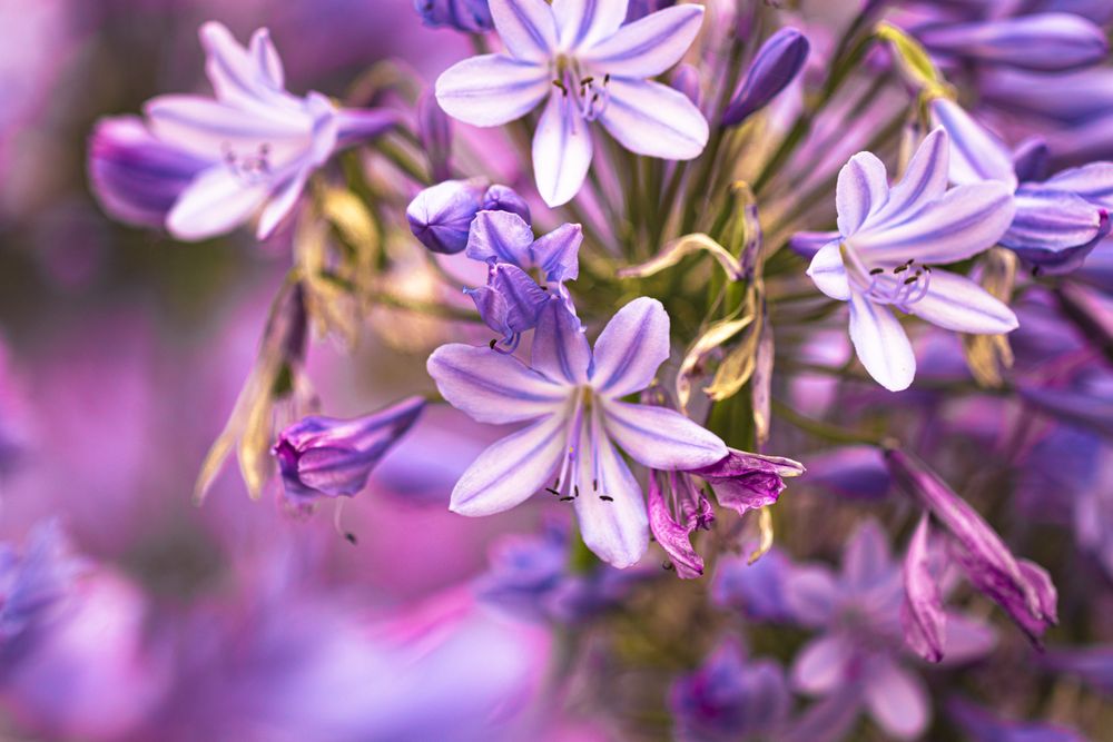Close up of hedge of purple flowers