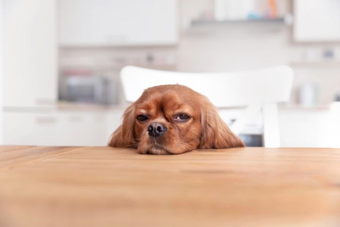 Cavalier spaniel looking tired at the dining table