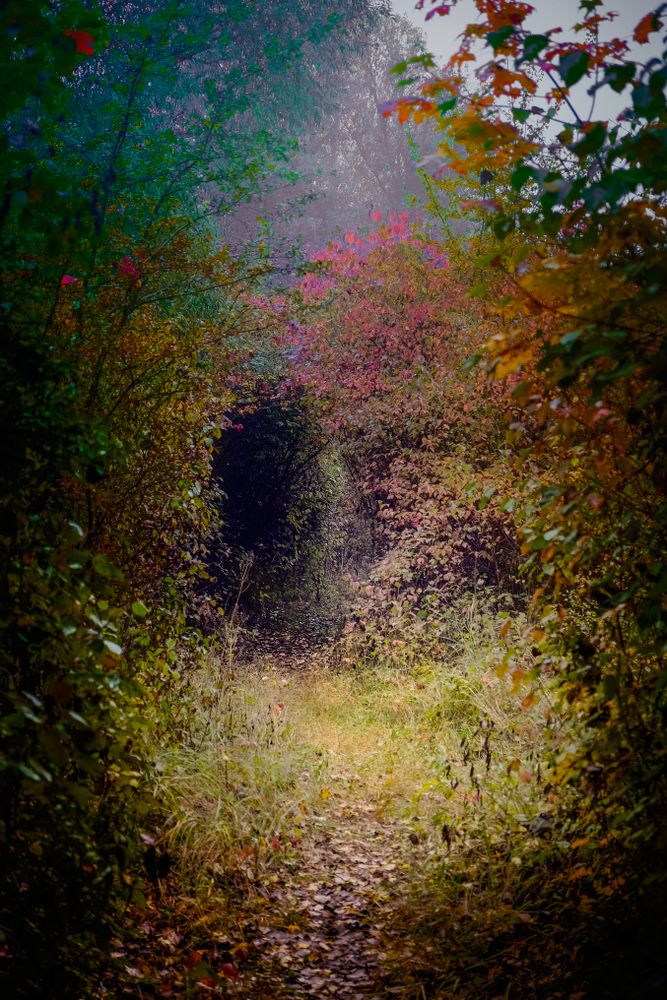 Colorful bushes in autumn create a door