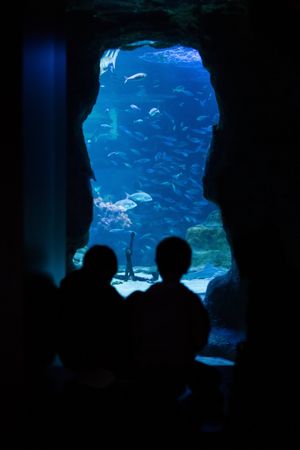People looking at fishes in an aquarium
