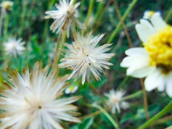Tridax procumbens flower