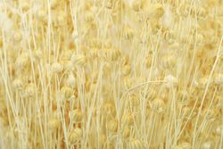 Close up of dried flowers lying straight