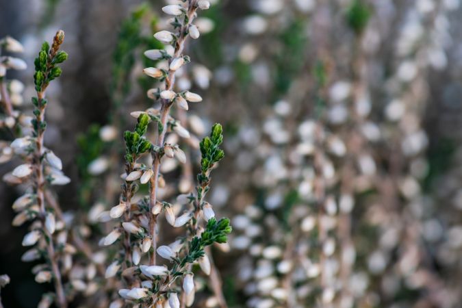 Calluna flowers in a field