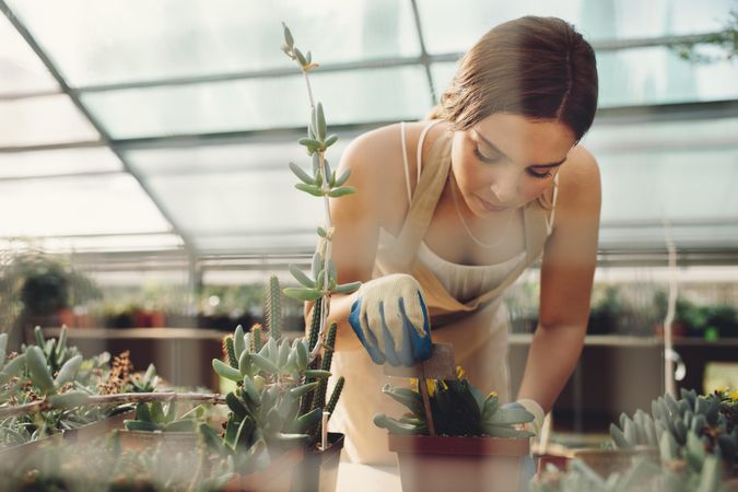 Woman gardener planting cactus plant in a pot in greenhouse