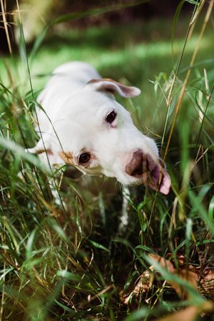 Cute dog biting at grass