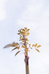 Tree branch with yellow leaves