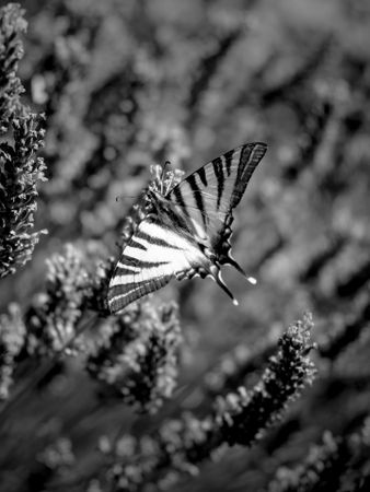 Top view of butterfly on lavender plant shot