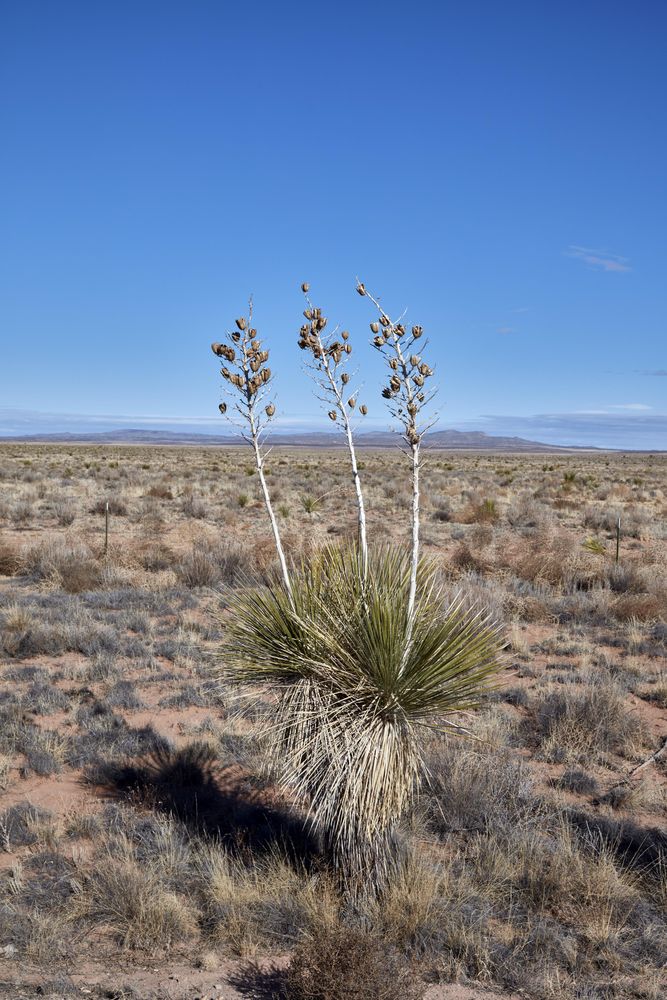 Isolated cactus against a blue sky