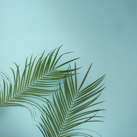 Tropical green leaves on baby blue background