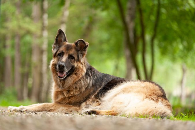 German shepherd relaxing outside in forest