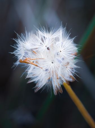 the delicate beauty of a grass flower, showcasing its slender, feathery petals and intricate structure