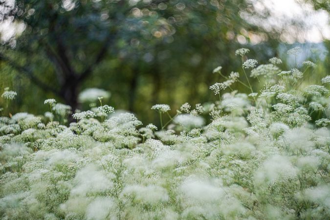 Flowering Gypsophila paniculata or panicled baby's-breath flowers