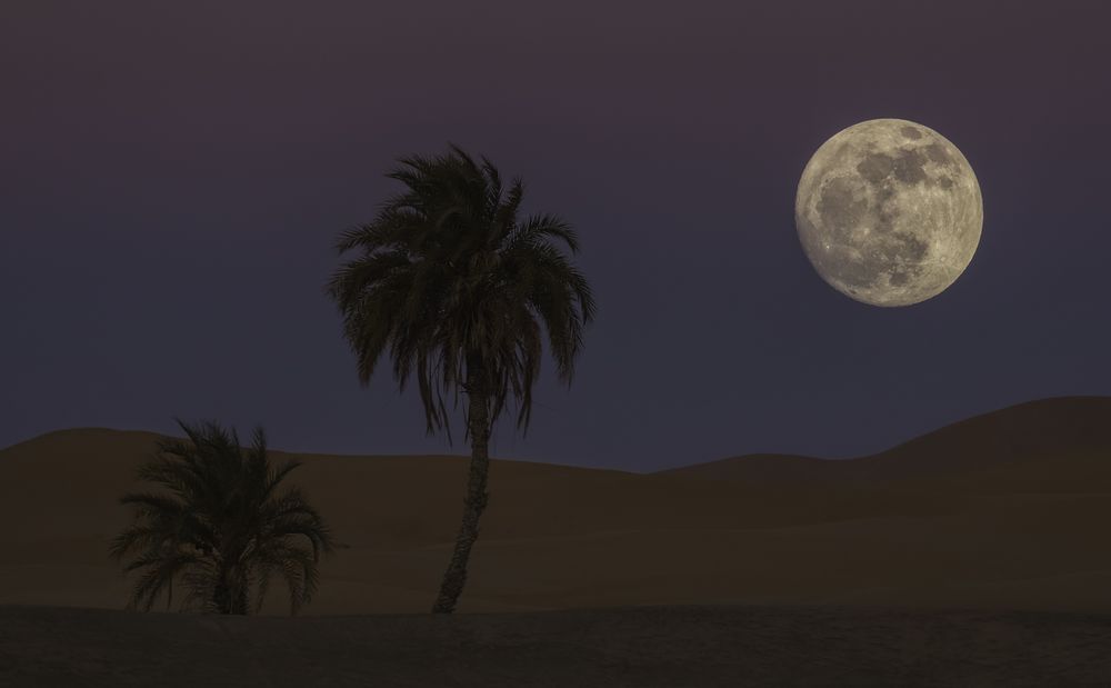 Desert with palms and moon on sky at night