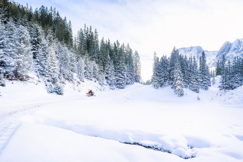 Snowy trees and mountains