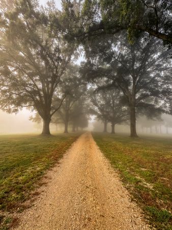Dirt drive in morning mist