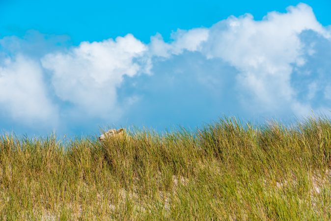 Marram grass dunes under blue sky with lamb, Sylt island scenery