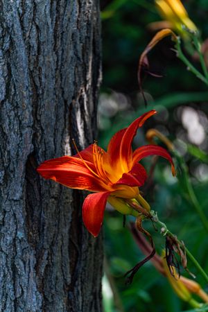 Bright lily flower in the garden