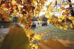 Twigs with yellow leaves and bench with people near water